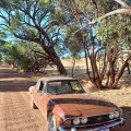 Brian Millington Stag Toodyay Western Australia