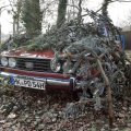 PeterDittmann75StagWalsrodeNorthernGermany